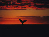 Southern Right Whale, Female, Peninsula Valdes Photographic Print by Gerard Soury