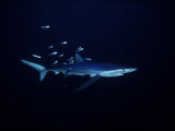 Blue Shark, with Sardines, USA Photographic Print by Gerard Soury
