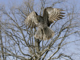 Great Grey Owl in Flight, Canada Photographic Print by Robert Servranckx