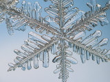 Snowflake, Close Up Photographic Print by Edward Kinsman