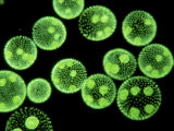 Volvox, Colonies with Daughter Colonies Within Photographic Print by Oxford Scientific