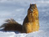 Eastern Fox Squirrel, Feeding in Snow, USA Lámina fotográfica por David Boag Eastern Fox Squirrel, Feeding in Snow, USA Lámina fotográfica por David Boag