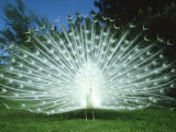 Peacock, Pavo Cristatus, White Form Displaying Tail Feathers Photographie par Mark Hamblin