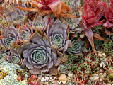 Sempervivum (Houseleek), Close-up of Mixed Succulents Lámina fotográfica por Susie Mccaffrey