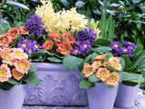 Hyacinthus Orientalis (Hyacinth) and Primula Polyantha (Polyanthus) in Container and in Pots Photographic Print by Lynne Brotchie