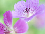 Geranium 