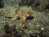 Horn Shark on Sea Floor, USA Photographie par Gerard Soury