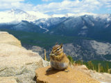 Least Chipmunk, Rocky Mountains, Colorado Lámina fotográfica por David Boag Least Chipmunk, Rocky Mountains, Colorado Lámina fotográfica por David Boag