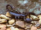 Scorpion Fotografisk tryk af David M. Dennis Scorpion Fotografisk tryk af David M. Dennis