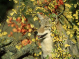 Coyote, Canis Latrans in Autumn Montana Photographic Print by Alan And Sandy Carey