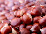 Castanea Sativa (Sweet Chestnut), Close-up of Nuts Valokuvavedos tekijänä Susie Mccaffrey