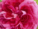 Mark Bolton - Rosa 