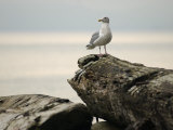 Seagull, Vancouver, British Columbia, Canada Valokuvavedos tekijänä Keith Levit Seagull, Vancouver, British Columbia, Canada Valokuvavedos tekijänä Keith Levit
