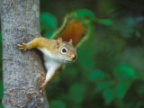 Red Squirrel on Tree Trunk, USA Photographic Print by David Boag