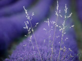 Lavender Fields in Flower, France Photographie par Berndt Fischer