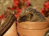 Hedgehog, Sat in Clay Flower Pot, UK Photographic Print by Mark Hamblin
