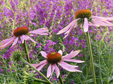 Echinacea Purpurea Magnus and Lythrum Virgatum (Purple Conflower and European Wand Loosestrife) Photographie par Michael Davis