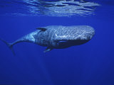 Sperm Whale, Under Surface, Azores, Portugal Fotografie-Druck von Gerard Soury