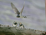 Swallow, Adult Flying with Chicks Perched, Scotland Lámina fotográfica por Mark Hamblin