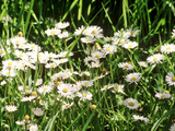 Lawn Weed, Daisy Bellis Perennis Lámina fotográfica por Erika Craddock Lawn Weed, Daisy Bellis Perennis Lámina fotográfica por Erika Craddock