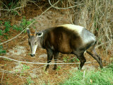 Yellow Duiker, Africa Lámina fotográfica por James H. Robinson