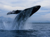 Humpback Whale, Breaching, Puerto Vallarta Fotografisk tryk af Gerard Soury