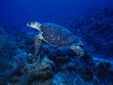 Hawksbill Turtle, Swimming, Caribbean Photographic Print by Gerard Soury