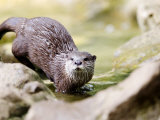 Asian Short Clawed Otter, Running Across Rocks in a Creek, Earsham, UK Photographic Print by Elliot Neep