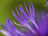 Cornflower, Close up of Flower Petals, Scotland Lámina fotográfica por Mark Hamblin