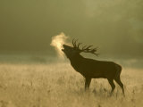 Red Deer, Stag Roaring, UK Fotografiskt tryck av Mark Hamblin Red Deer, Stag Roaring, UK Fotografiskt tryck av Mark Hamblin