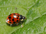 Harlequin Ladybird on Alkanet Leaf, London, UK Photographie par Elliot Neep