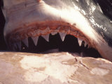 Great White Shark, Feeds on Whale Carcass at Seal Island, South Africa, Atlantic Ocean Photographic Print by Chris And Monique Fallows