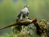 Goshawk, Feeding on Pheasant, Scotland Photographic Print by Mark Hamblin