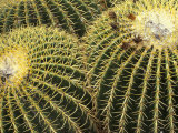 Golden Barrel Cactus, San Xavier, Arizona, USA Photographic Print by Jamie & Judy Wild