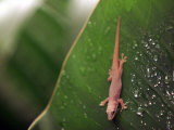 A Gecko Lizard Crawls Down a Plant Photographic Print