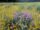 Wild Bergamot, Black Eyed Susans, Michigan, USA Photographie par Adam Jones
