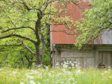 Spring Blossoms and Alpine House, Spodnja Trenta, Gorenjska, Slovenia Photographic Print by Walter Bibikow