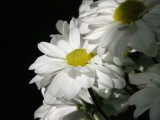 Daisy Flower Photographic Print