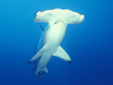 Scalloped Hammerhead Shark Photographic Print by Michele Westmorland