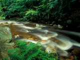 Ferns and Hemlock Trees along Broad Brook in the Green Mountains, Vermont, USA Photographic Print by Jerry & Marcy Monkman