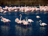 Flock of Pink Flamingoes, Camargue, France Photographie par Jean-Bernard Carillet