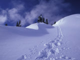 Snow Shoe Trail, Mt. Rainier National Park, Washington, USA Photographic Print by Jamie & Judy Wild