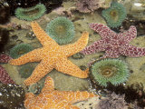 Giant Green Anemones and Ochre Sea Stars Photographie par Stuart Westmoreland