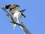 This Adult Osprey Dines on a Fresh Fish Photographie