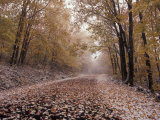 Fresh Snow on Burke Mountain Roadway, East Burke, Vermont, USA Photographic Print by Darrell Gulin