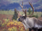 Caribou in Fall Tundra, Denali National Park, Alaska, USA Photographic Print by Howie Garber
