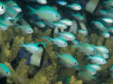Blue-Green Chromis in Hard Coral, Papua New Guinea Photographic Print by Michele Westmorland