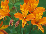 Orange Asiatic Lilies in Town Square, Cannon Beach, Oregon, USA Photographic Print by Jamie & Judy Wild