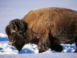 Bison in Snow, Yellowstone National Park, U.S.A. Photographic Print by Christer Fredriksson