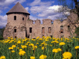 Dandelions Surround Cesis Castle, Latvia Photographic Print by Janis Miglavs